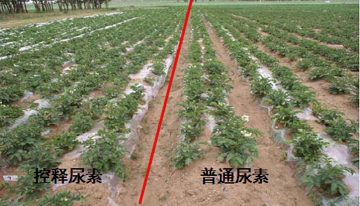 樱桃视频下载APP缓释尿素在马铃薯上的对比实验.jpg