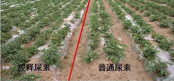 樱桃视频下载APP缓释尿素与普通尿素对比图