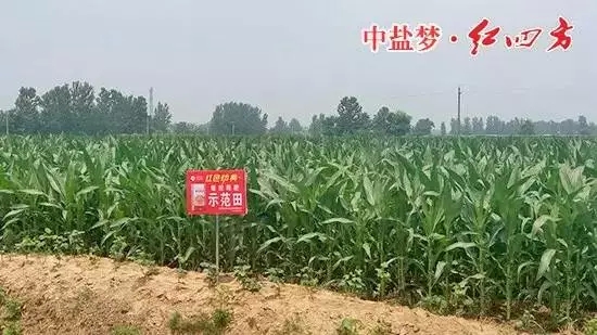 樱桃视频下载APP缓释肥在商丘玉米上表现突出！