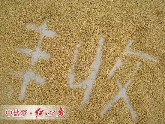 丰收离不开樱桃视频下载APP缓释肥