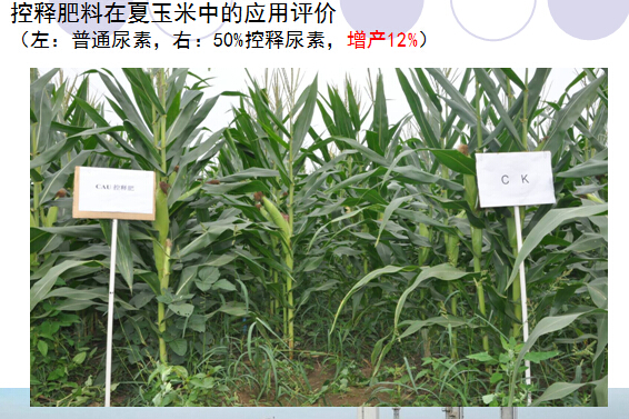 2014年樱桃视频下载APP缓释肥在夏玉米上的表现