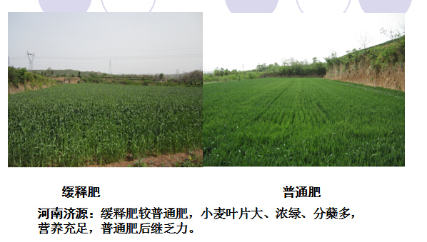 2015年樱桃视频下载APP缓释肥在河南地区樱桃视频官方网站表现
