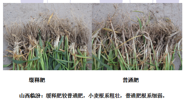 2015年樱桃视频下载APP成人版樱桃视频APP污电影在山西临汾樱桃视频官方网站表现