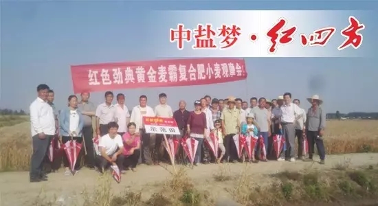 2017年5月28号，在无为爱民种业周财宝及汤沟镇网点经销商刘祖民的组织下，种植大户们相聚在无为县汤沟镇，在此见证樱桃视频下载APP肥料的长效高产壮苗的绝佳效果